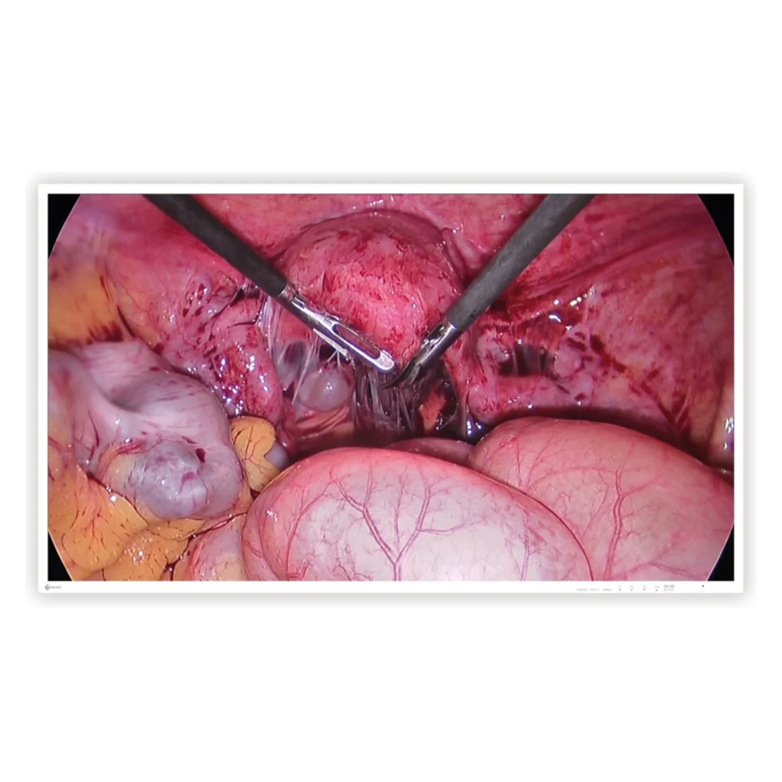 CuratOR 43p 4K UHD EX4342-3D